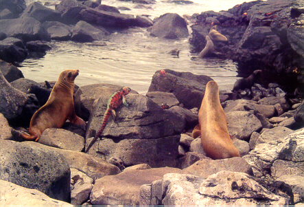 Sea Lions with Marine Iguanas