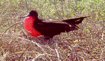 Frigate Bird with Courtship Red Pouch