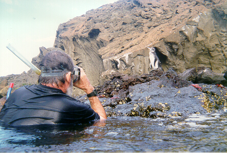 Dr Petersen photographs Galapagos Penguin