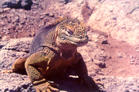 Land Iguana Plaza Island