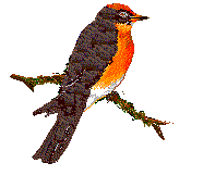 vermillion flycatcher